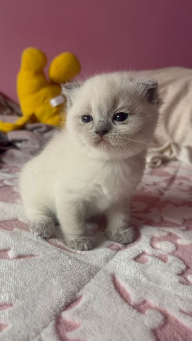 Scottish fold colorpoint  femea