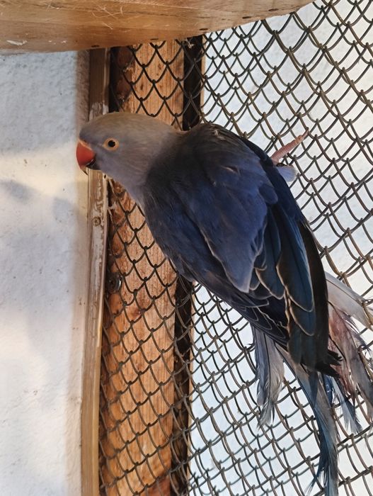 Samica Aleksandrety obrożnej