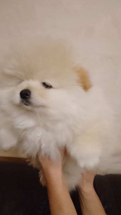 Чистокровні шпіценята