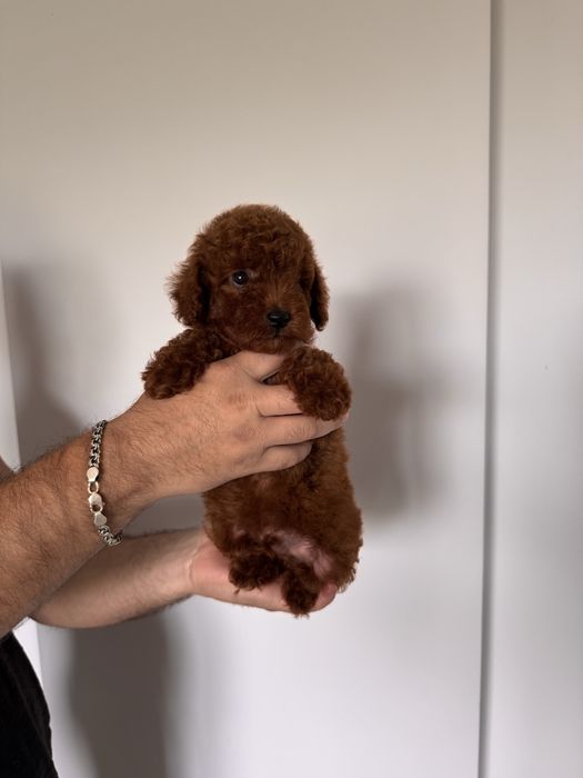 Маю дуже класний той пуделят редбрауни