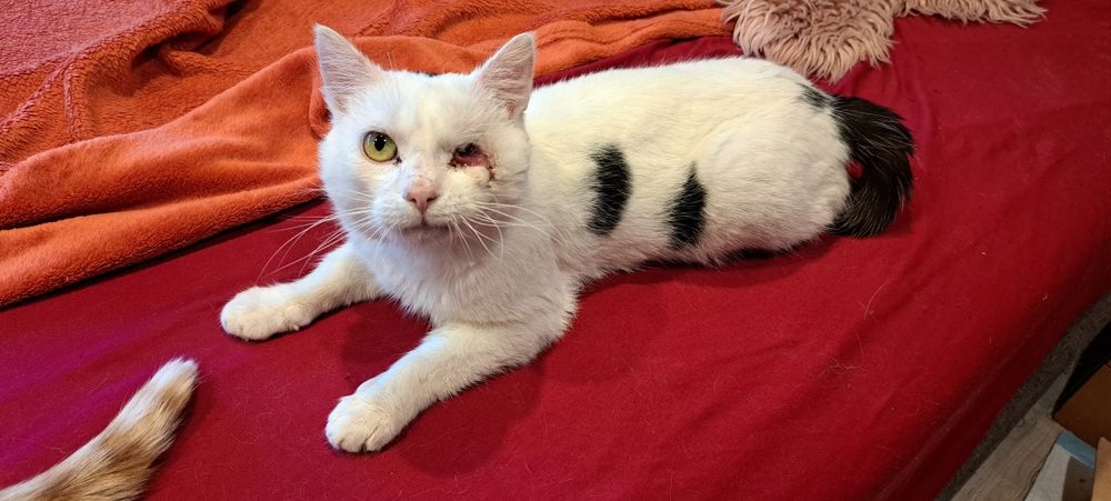 Skaza skrzywdzony kocurek szuka swojego miejsca na ziemi