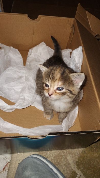 Oddam kotki za darmo