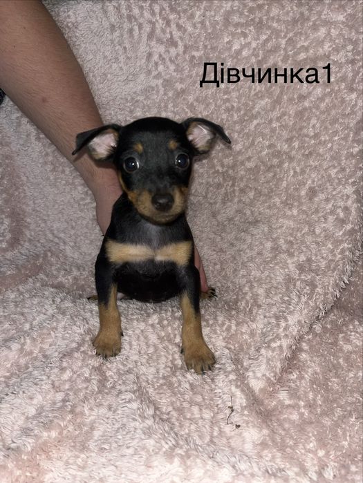 Цвергпінчер цуценятка