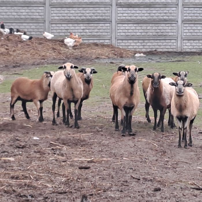 Owce i baranki kameruńskie