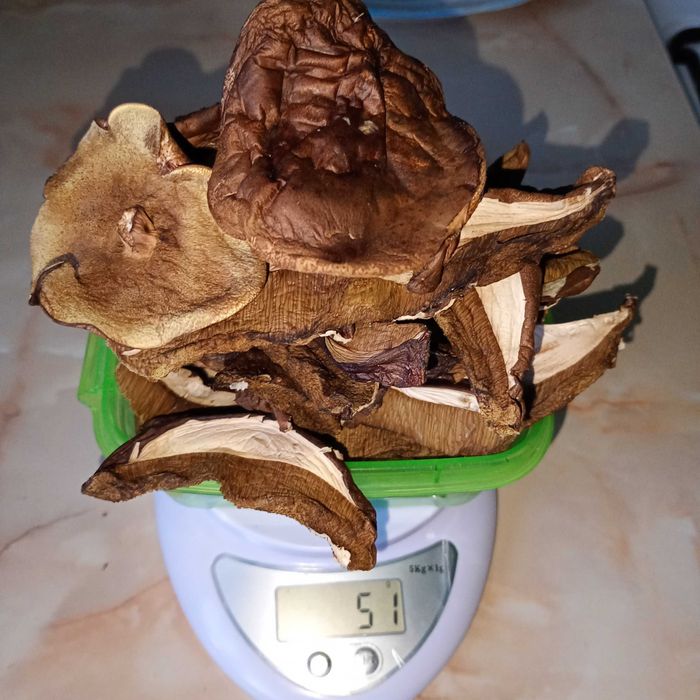 podgrzybek brunatny suszony