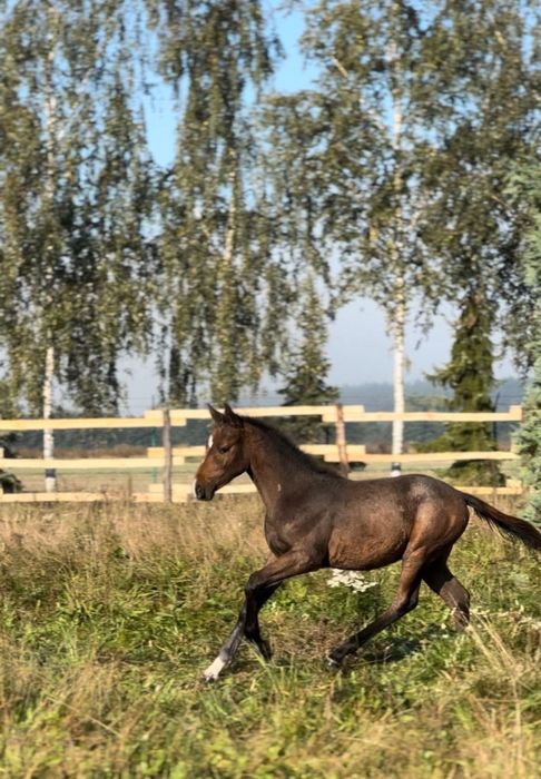 Sprzedam zrebaka po stakkatol, cornet obolensky