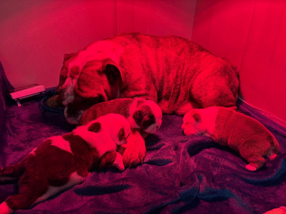 Bulldog Ingles c/Lop