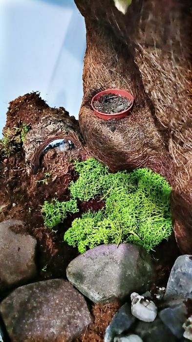 Duże terrarium z ptasznikiem biało kolanowym