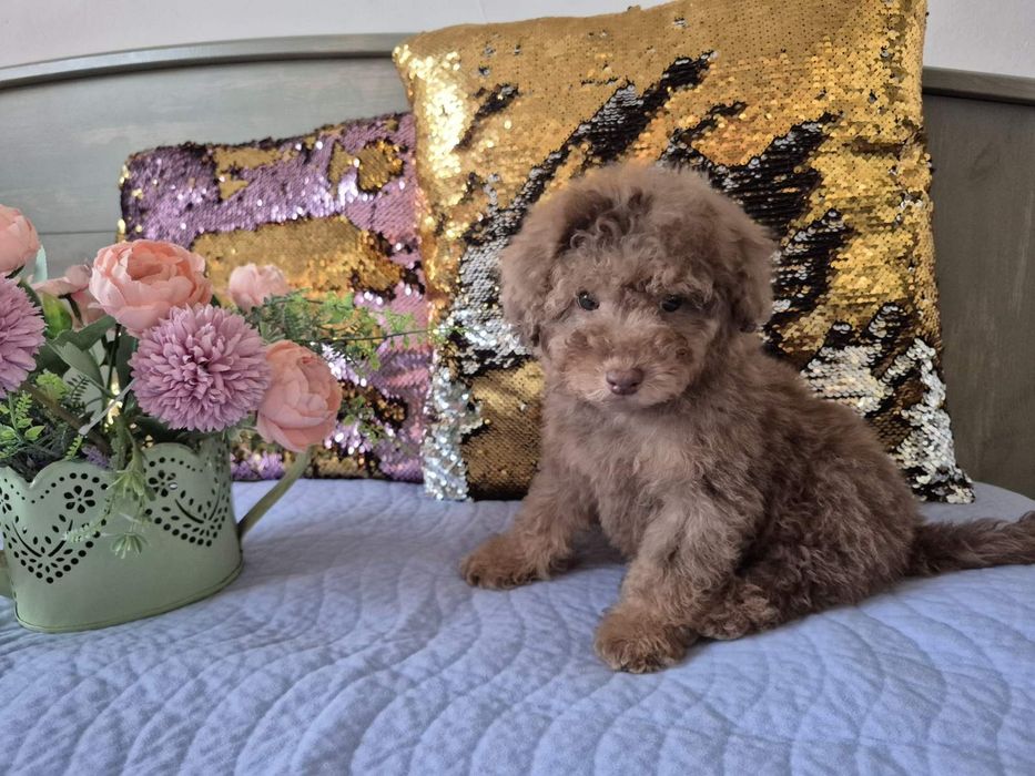 Merle  chokolate color. Pudel toy