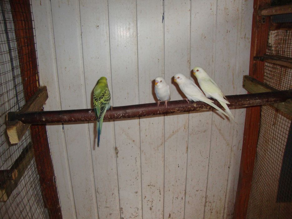 Papugi faliste z wiosny