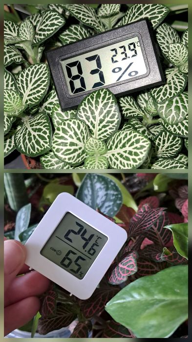 Кімнатні квіти, добрива, опора, субстрат, горщик