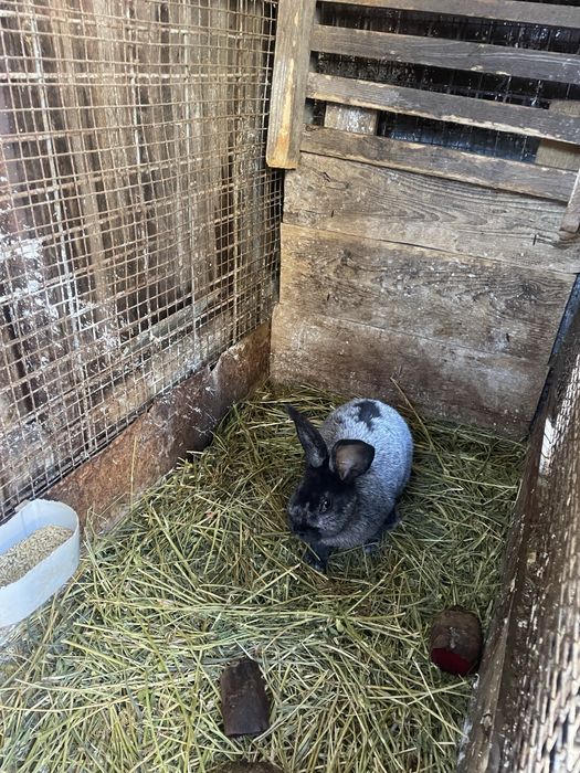 Полтавське срібло. Кріль. Самець.