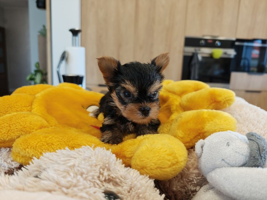 York Yorkshire terrier