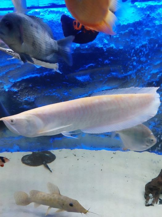 Arowana albino.