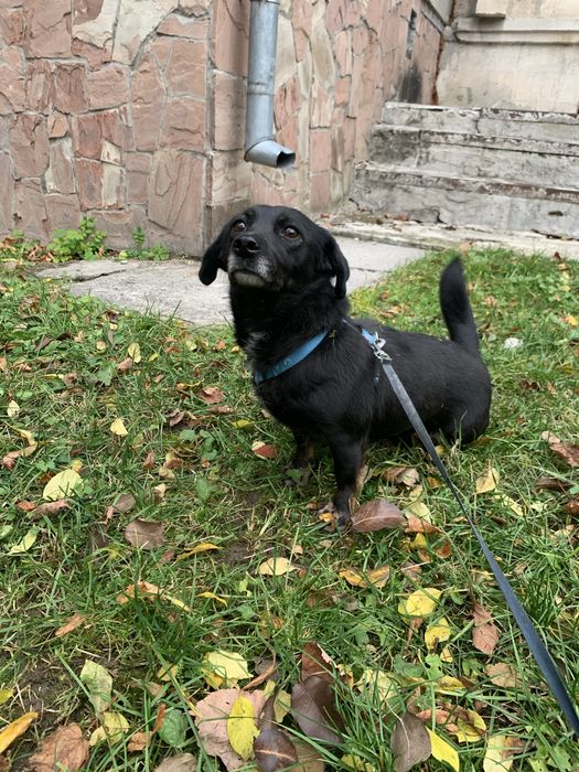 Собака (дівчинка) 2 роки у добрі руки