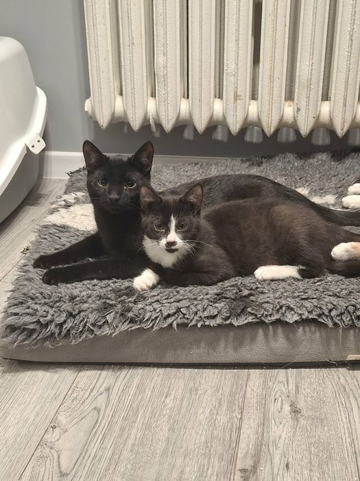 Koci duet do adopcji - Jacek i Gabryś czekaja na swojego człowieka!