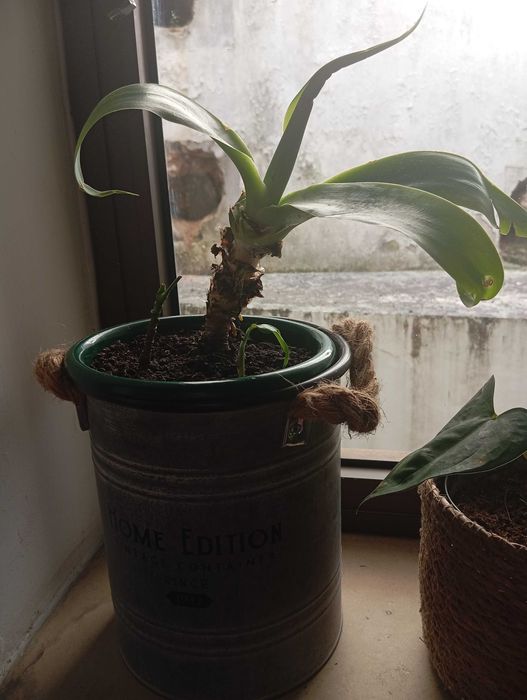 Plantas de interior e exterior