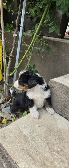 Bernenski pies pasterski Bernenczyk