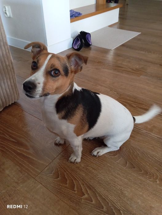 Jack Russell Terrier