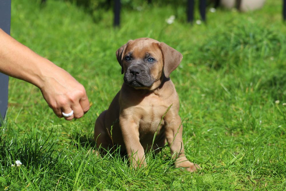 Suczka Formentino Cane Corso FCI