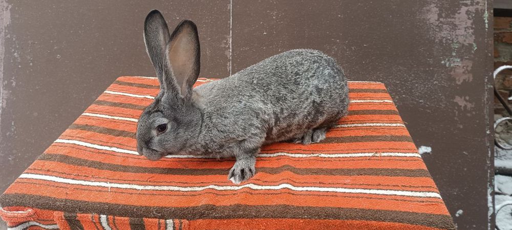 Кролики, кролі, кролиці, кроленята