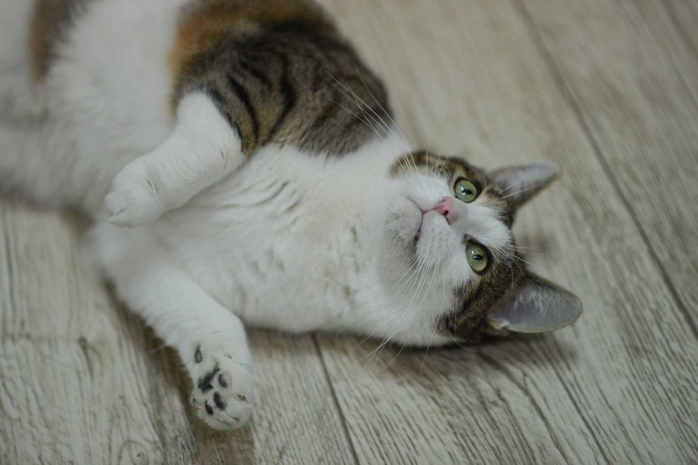 Lucky, miły kociak czeka na dobry dom