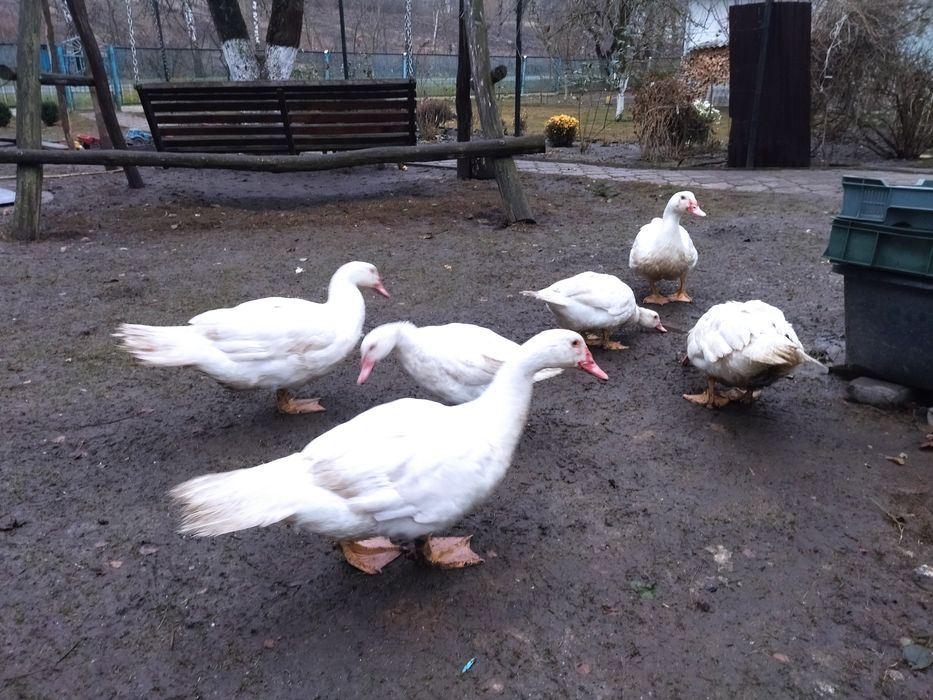 Качки мускусні,  шипуни