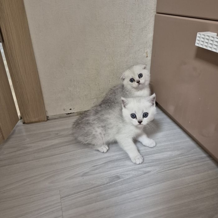 Шотландские котята серебристая шиншилла