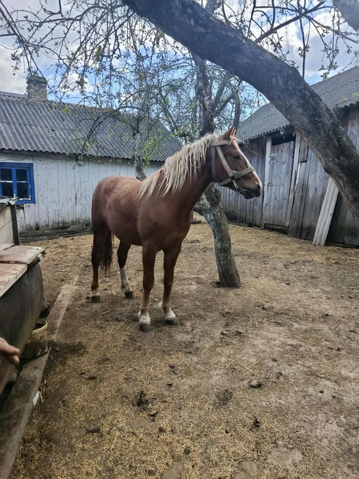 Молодий був раз в упрязі