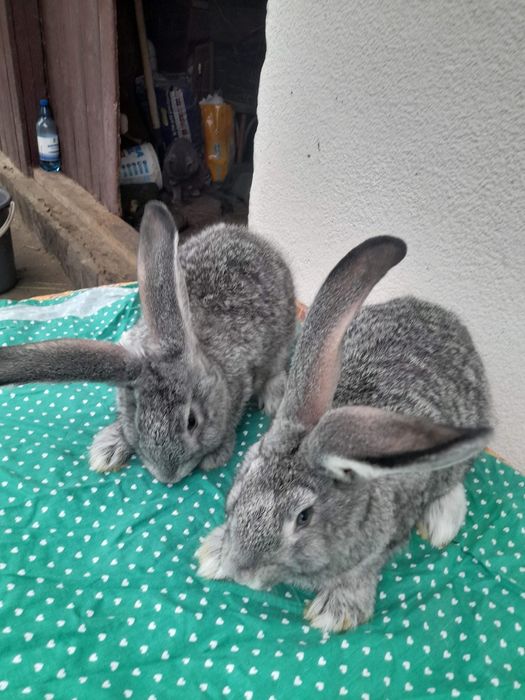 Продаються кролі