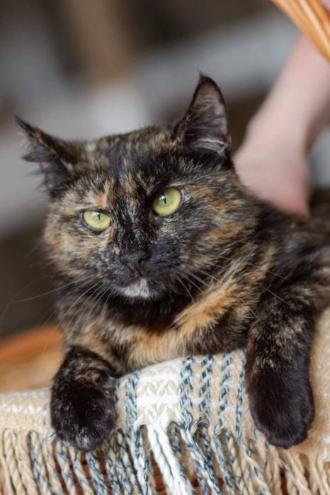 Классная, но незаметная Рейф, 3 года кошка