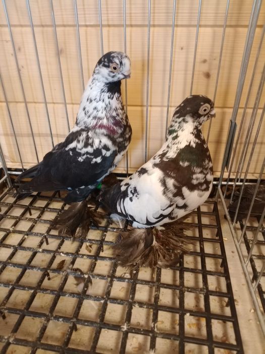 para motyli czarnych