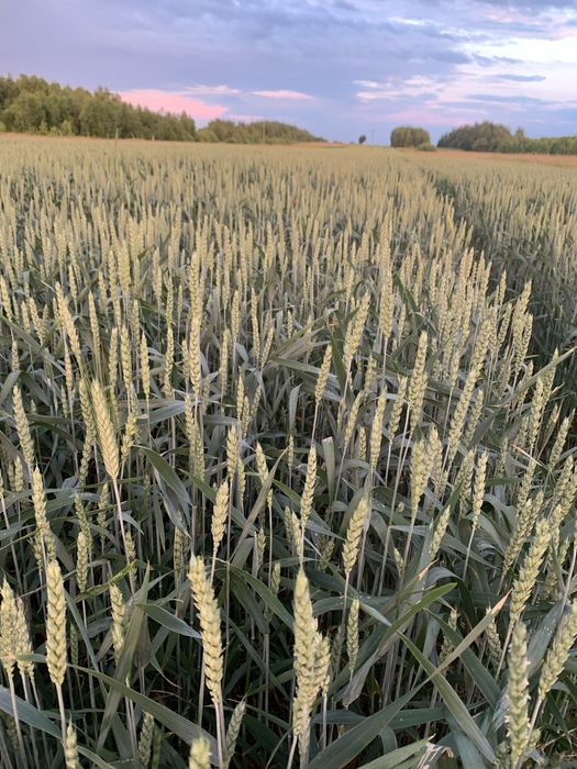 Pszenica, pszenzyto dla kur, golebi