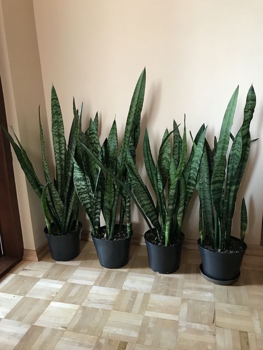 Sansevieria duża | kwiat doniczkowy domowy | liściasty | do salonu