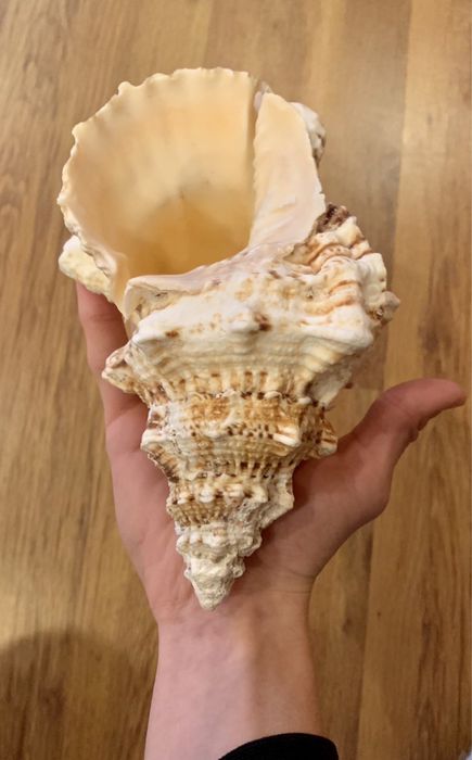 Морские натуральные ракушки