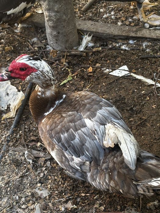 Patos e patas  grandes