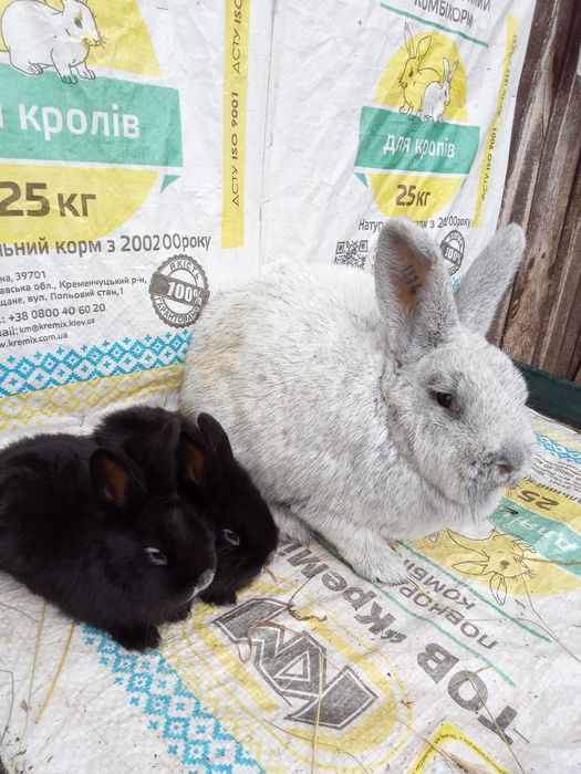 Європейське срібло