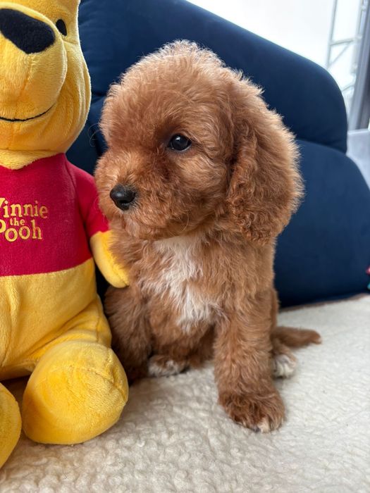 szczeniak Cavapoo samiec