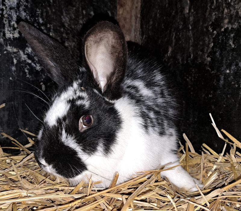 Samiec królika- dorosły