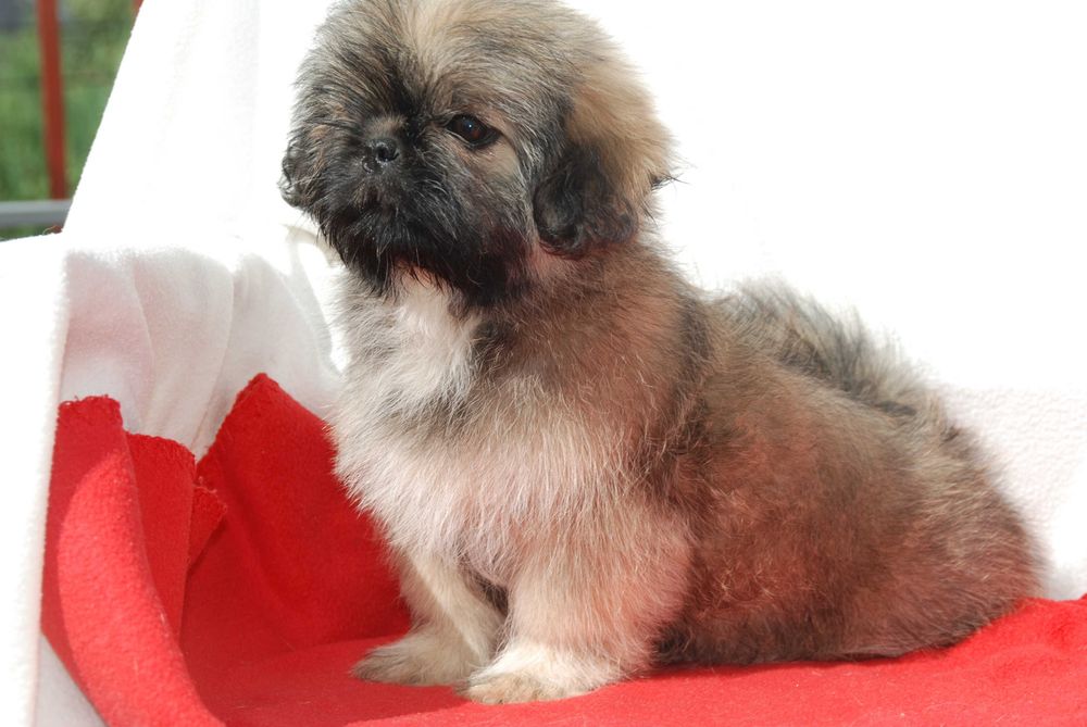 shih tzu sunia 10 tygodniowa sobolowa