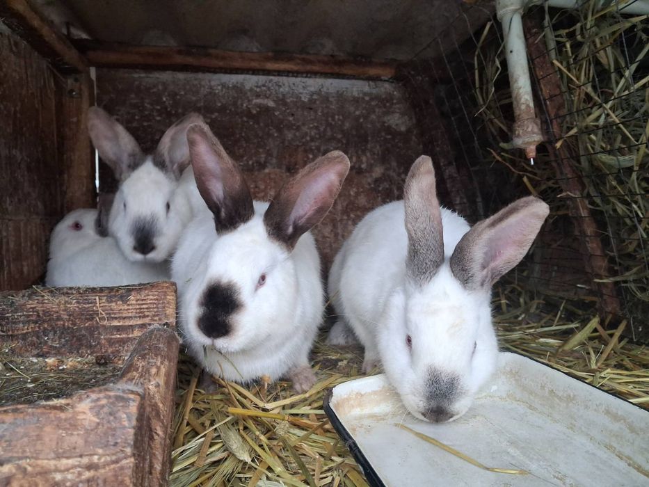 Кролі каліфорнія