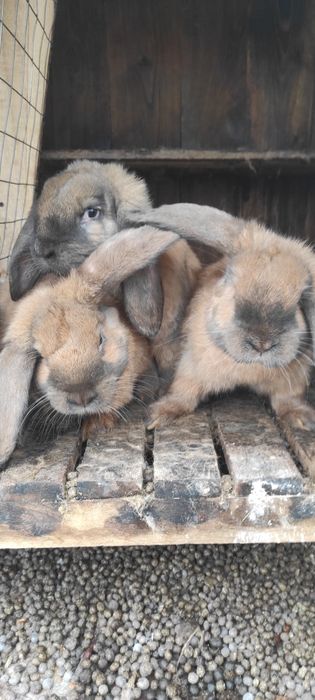 Кролики  різних порід