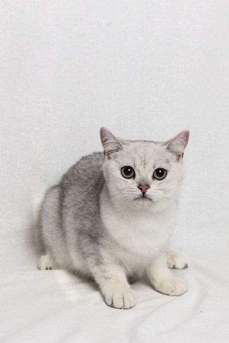 Кошення британська срібна короткошерста шиншила