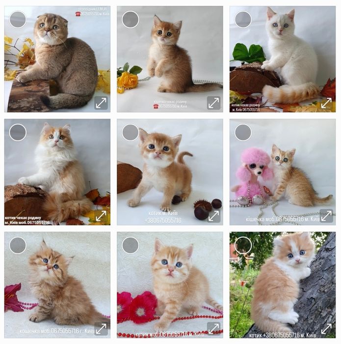 Киев котики и кошечки британцы, клубные милые воспиттанные котята. Кот