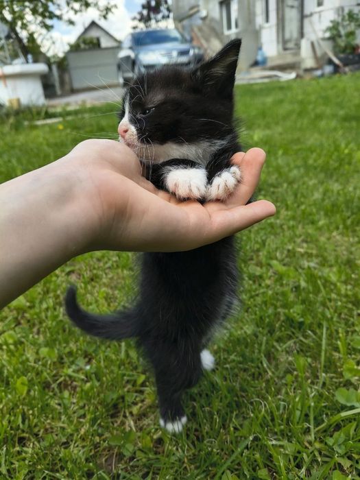 Котик котенок хлопець