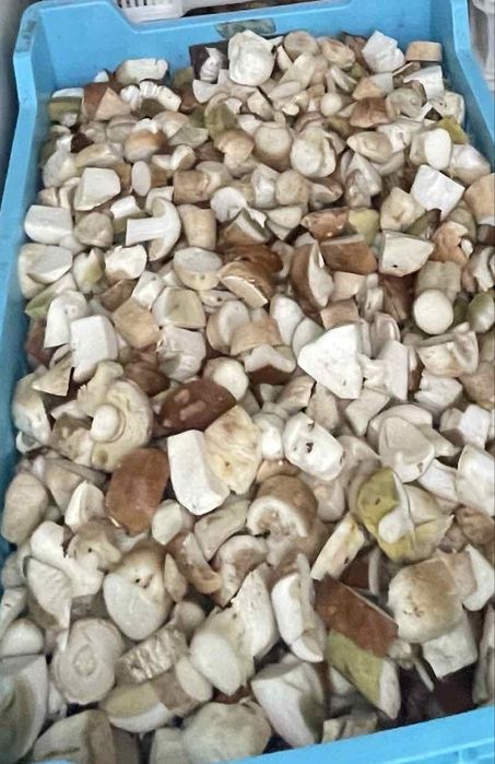 Продам білий морожений гриб кубик опт