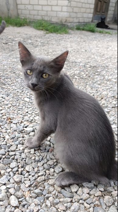 Котикам потрібен дім
