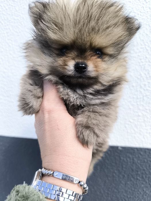 Spitz Mini.  Lulu da Pomerânia . Laranja. Linhagem Russa