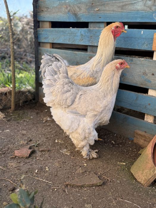 Ovos Férteis para Incubação e galinhas/pintos de várias raças