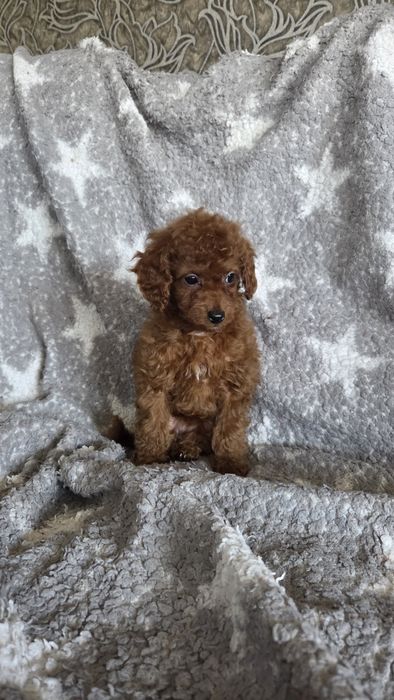 Той пудель девочка